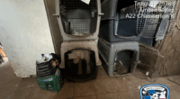 44 malnourished dogs seized from suspected puppy mill in East Texas