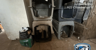 44 malnourished dogs seized from suspected puppy mill in East Texas