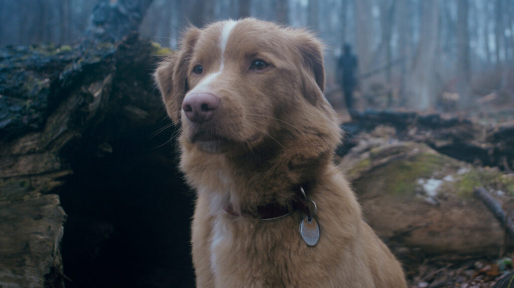 A Brilliant Horror Movie From A Dog's POV