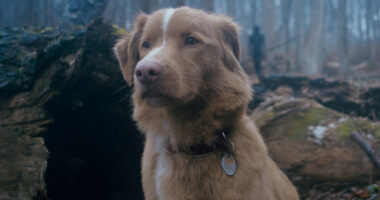 A Brilliant Horror Movie From A Dog's POV