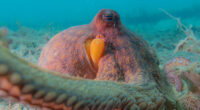 A new analysis of underwater videos shows octopuses are 'incredible multitaskers'