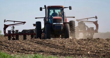 American farmers say Trump's trade agenda is killing sales