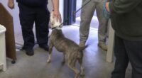Animal advocates in North Augusta want upgraded animal control facility