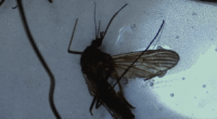 Beaufort County mosquito control stepped up after EEE virus fatality