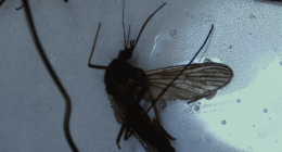 Beaufort County mosquito control stepped up after EEE virus fatality