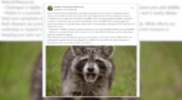 Beaufort County warns of rabies and distemper threat to pets, animal officials urge vaccinations