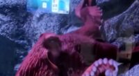 Beloved Giant Pacific octopus enters her final days