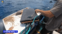 Bite-resistant wetsuits put to test against great white shark