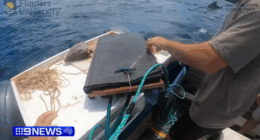 Bite-resistant wetsuits put to test against great white shark