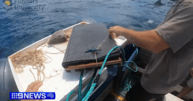 Bite-resistant wetsuits put to test against great white shark