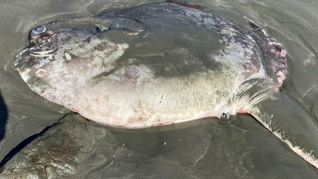 Bizarre six-foot long rare creature washes up on beach leaving residents baffled