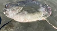 Bizarre six-foot long rare creature washes up on beach leaving residents baffled