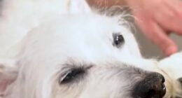 Bradford the dog's love for piano music goes viral