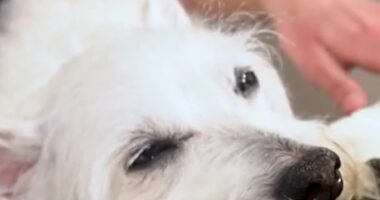 Bradford the dog's love for piano music goes viral