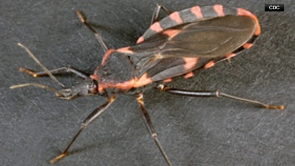 CDC warns of spread of Chagas disease from 'kissing bugs,' says it could become endemic illness in US