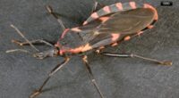 CDC warns of spread of Chagas disease from 'kissing bugs,' says it could become endemic illness in US