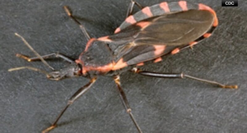 CDC warns of spread of Chagas disease from 'kissing bugs,' says it could become endemic illness in US