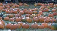 Central Illinois pumpkin patches, apple orchards open for the fall season