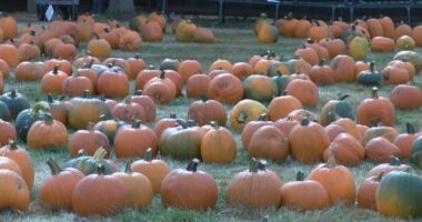 Central Illinois pumpkin patches, apple orchards open for the fall season