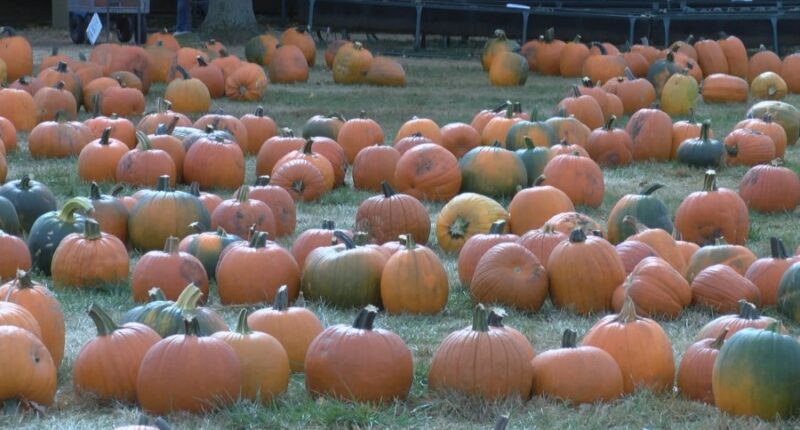 Central Illinois pumpkin patches, apple orchards open for the fall season