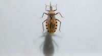 Chagas disease spreading in parts of US: What to know