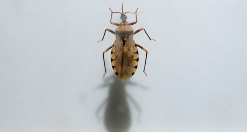 Chagas disease spreading in parts of US: What to know
