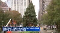 Chicago accepting nominations for official Christmas tree to light up Millennium Park