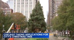 Chicago accepting nominations for official Christmas tree to light up Millennium Park