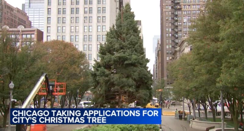 Chicago accepting nominations for official Christmas tree to light up Millennium Park