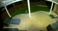 Coyote caught playing with dog toy in California backyard