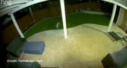 Coyote caught playing with dog toy in California backyard