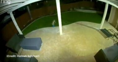 Coyote caught playing with dog toy in California backyard