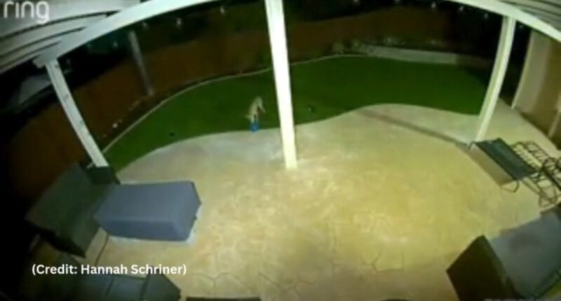 Coyote caught playing with dog toy in California backyard
