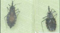 Deadly kissing bug found in Georgia and South Carolina