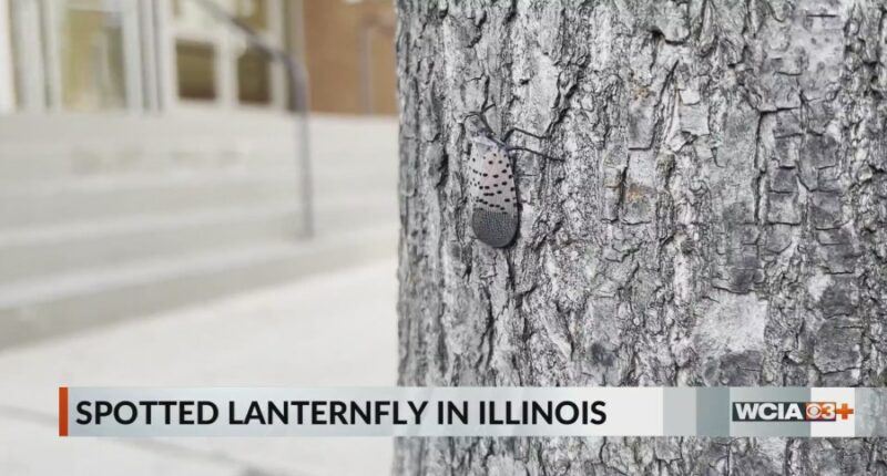 Dept. of Agriculture looking for help in stopping the spread of an invasive species in Illinois