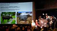Does painting cows with stripes prevent fly bites? Researchers who studied this win Ig Nobel prize