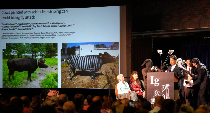 Does painting cows with stripes prevent fly bites? Researchers who studied this win Ig Nobel prize