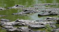 FWC arrests man accused of illegally capturing, killing, harvesting alligators