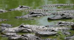 FWC arrests man accused of illegally capturing, killing, harvesting alligators