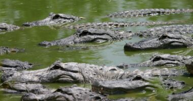 FWC arrests man accused of illegally capturing, killing, harvesting alligators