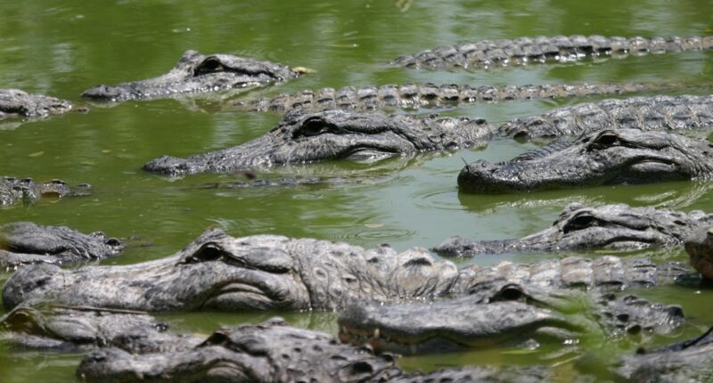 FWC arrests man accused of illegally capturing, killing, harvesting alligators