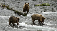 Fat Bear Week: Here's what you should know