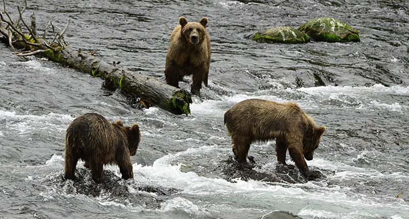 Fat Bear Week: Here's what you should know