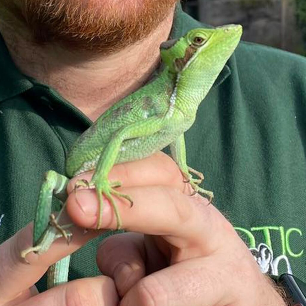 Female Iguana at U.K. Zoo Has Babies Without Any Male Contact