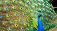 Florida man kills, eats pet peacocks after argument with neighborhood