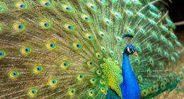 Florida man kills, eats pet peacocks after argument with neighborhood