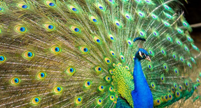 Florida man kills, eats pet peacocks after argument with neighborhood