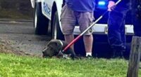NSW Police and Penrith City Council rangers secured the dogs.
