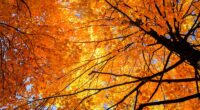 How autumn can be beneficial for your brain, according to a psychologist