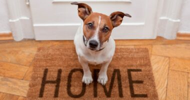 How to prep for pet safety in weather emergencies